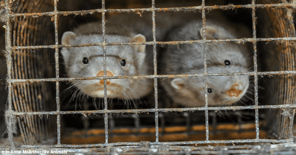 Two Mink in a cage