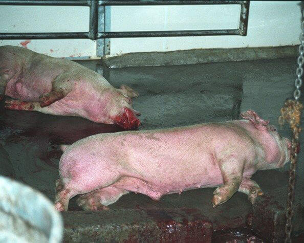 two-pigs_slaughter
