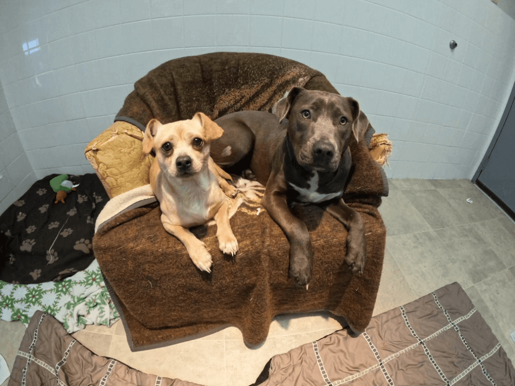 Dos Perros rescatados en el santuario de PETA 