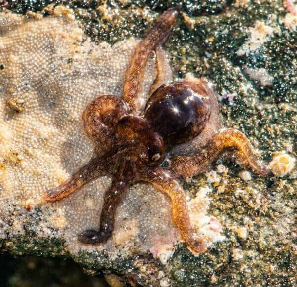 two-spotted-octopus-baby-on-the-beach