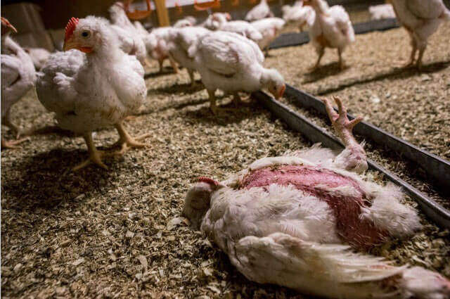 pollos muertos en granja en UK