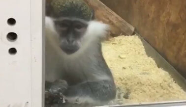 VIDEO: Los animales atrapados en este centro comercial están enloqueciendo