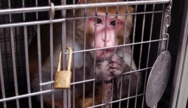 Mono Estrangulado en Laboratorio de UC-Berkeley, Llevó a PETA a Presionar por Investigación