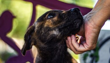 Tras carta de PETA Latino, México Permite que los Evacuados de Ucrania Lleven a sus Animales