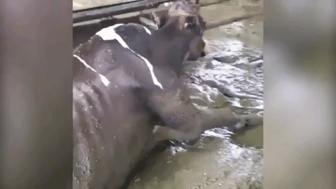 Vaca en desechos