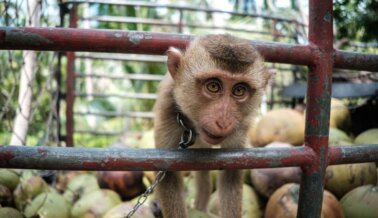 ¡Los monos te necesitan! Diles a estas empresas que dejen de vender la cruel leche de coco tailandesa