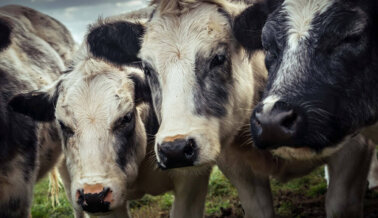 Pídele a Oatly que se una a PETA para exigirle a Starbucks que elimine su injusto recargo por leche vegana