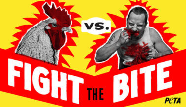 PETA se Une a la ‘Guerra de los Pollos’ con el Comercial ‘Fight the Bite’ del Super Bowl