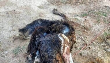 Informante: Avestruces golpeados y congelados hasta la muerte en granja ‘humanitaria’