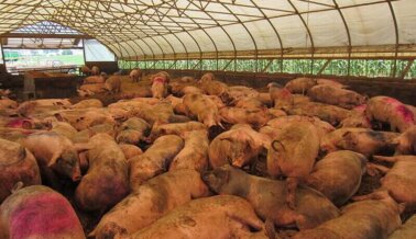 Humane Society of the United States, American Society for the Prevention of Cruelty to Animals y Compassion in World Farming promueven la industria de la cría industrial