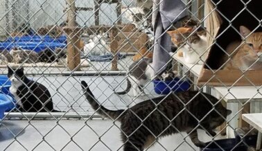 Video: Cientos de perros y gatos desangrados y almacenados hasta morir en el banco de sangre que abastece a las principales cadenas veterinarias