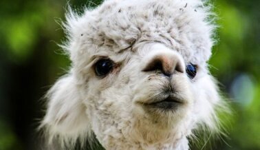 PETA Convence a Columbia Sportswear Company de Dejar de Usar Vellón de Alpaca