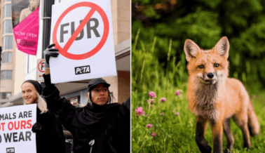 TJX Deja de Vender Pelaje Después de Años de Presión de PETA TJX Deja de Vender Pelaje Después de Años de Presión de PETA