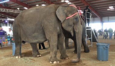 Viola, la elefanta más desesperada del mundo, sigue sufriendo en los circos