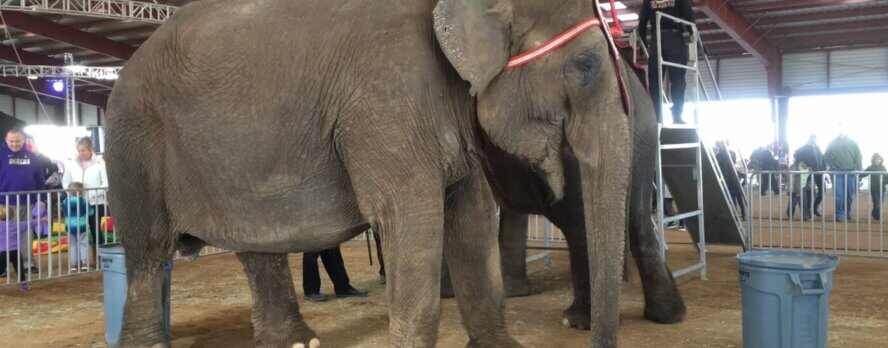 Viola, la elefanta más desesperada del mundo, sigue sufriendo en los circos