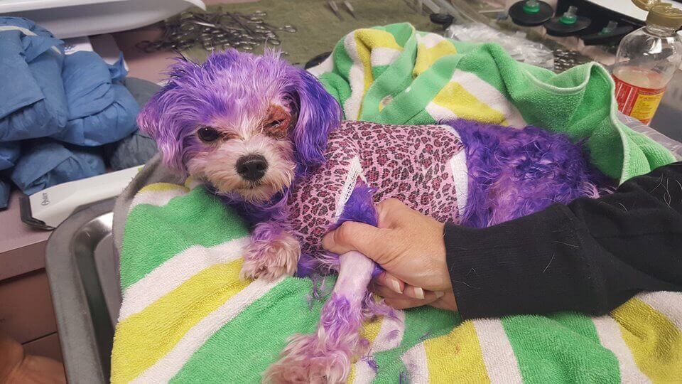 Esta es la razón la que NUNCA debes pintar el pelo de tu animal de compañía - Entradas - PETA Latino