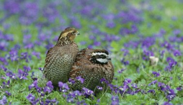 ¡Victoria! Los Científicos de PETA y EPA Salvan a Cientos de Aves