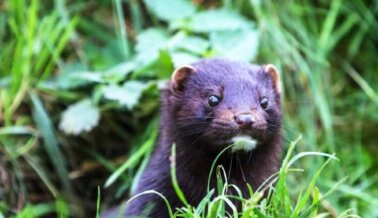 ¡Victoria! Velour Deja de Vender Pestañas de Visón Tras Presión de PETA