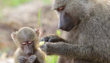 Aprende qué les hace la Eastern Virginia Medical School a las hembras de babuinos embarazadas
