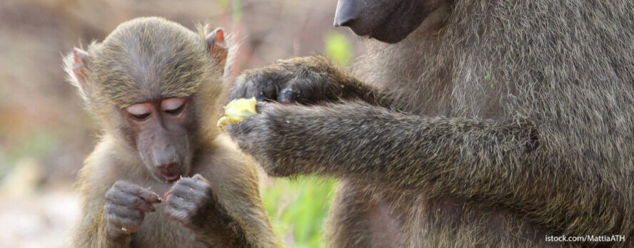 Aprende qué les hace la Eastern Virginia Medical School a las hembras de babuinos embarazadas