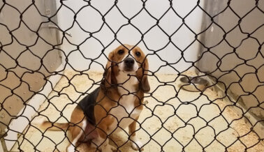 Las 10 principales alertas de acción de PETA Latino de este mes