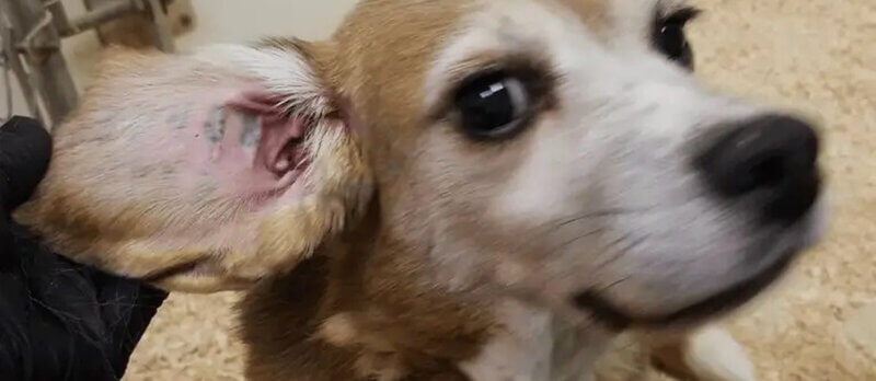 Perros mutilados, privados de analgésicos y guardados como muebles viejos en un laboratorio de alquiler