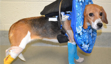 PETA Confronta a Virginia Tech por Comprar Beagles de un Sucio Criadero