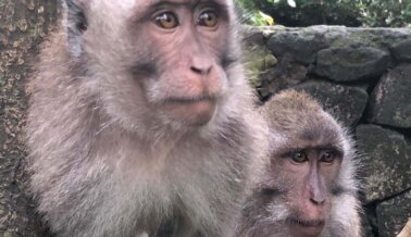 Bosques vaciados para llenar laboratorios con monos en peligro de extinción