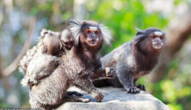 UW-Madison quiere mantener despiertos a pequeños monos durante meses, actúa ahora para detenerla