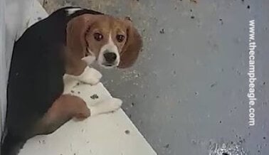 Video muestra beagles mantenidos en jaulas cubiertas de heces en la instalación de un proveedor para laboratorios