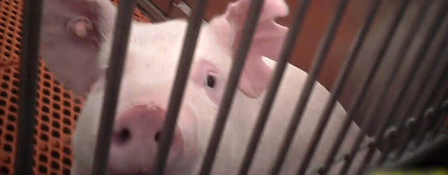 Dile a OHSU que deje de usar cerdos vivos en la práctica de cirugía de obstetricia y ginecología