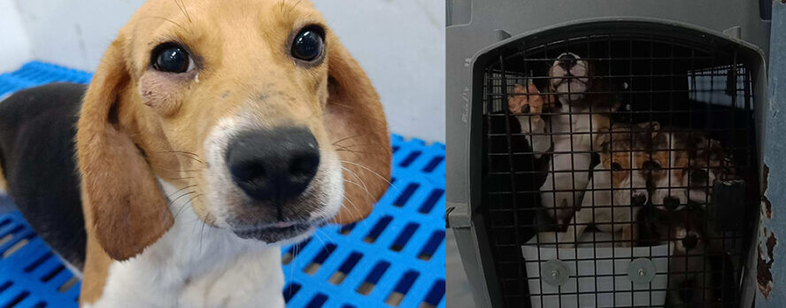 Un movimiento trascendental: PETA impulsa la primera investigación policial de un laboratorio de perros en la India