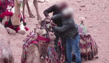 Nuevo video revela que los animales siguen siendo golpeados en Petra