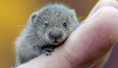 OHSU Emborracha a Topillos, Encubre Videos y es Sorprendida por PETA