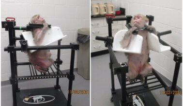 Fotos: Monos, Gatos y Cerdos Maltratados en los Laboratorios de Wake Forest