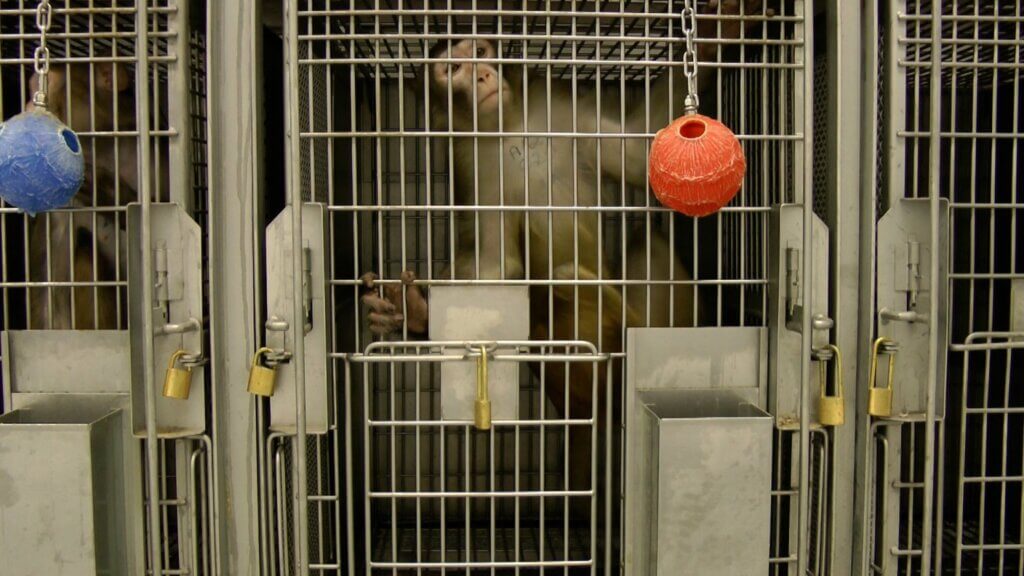 Mono en jaula WANPRC