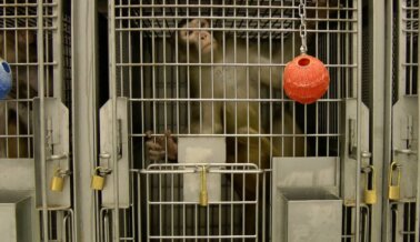 Docenas de Monos Bebés Muertos pero en la Universidad de Washington Nadie Rinde Cuentas