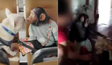 Golpean a un Perro y a un Chimpancé para Obligarlos a Actuar en un Reality Show