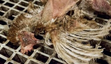 Esta es Una Granja “Sin Jaulas”: PETA Expone la Triste Realidad de Una Granja de Huevo Británica