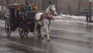 10 cosas para hacer en Central Park excepto alquilar carruajes halados por caballos