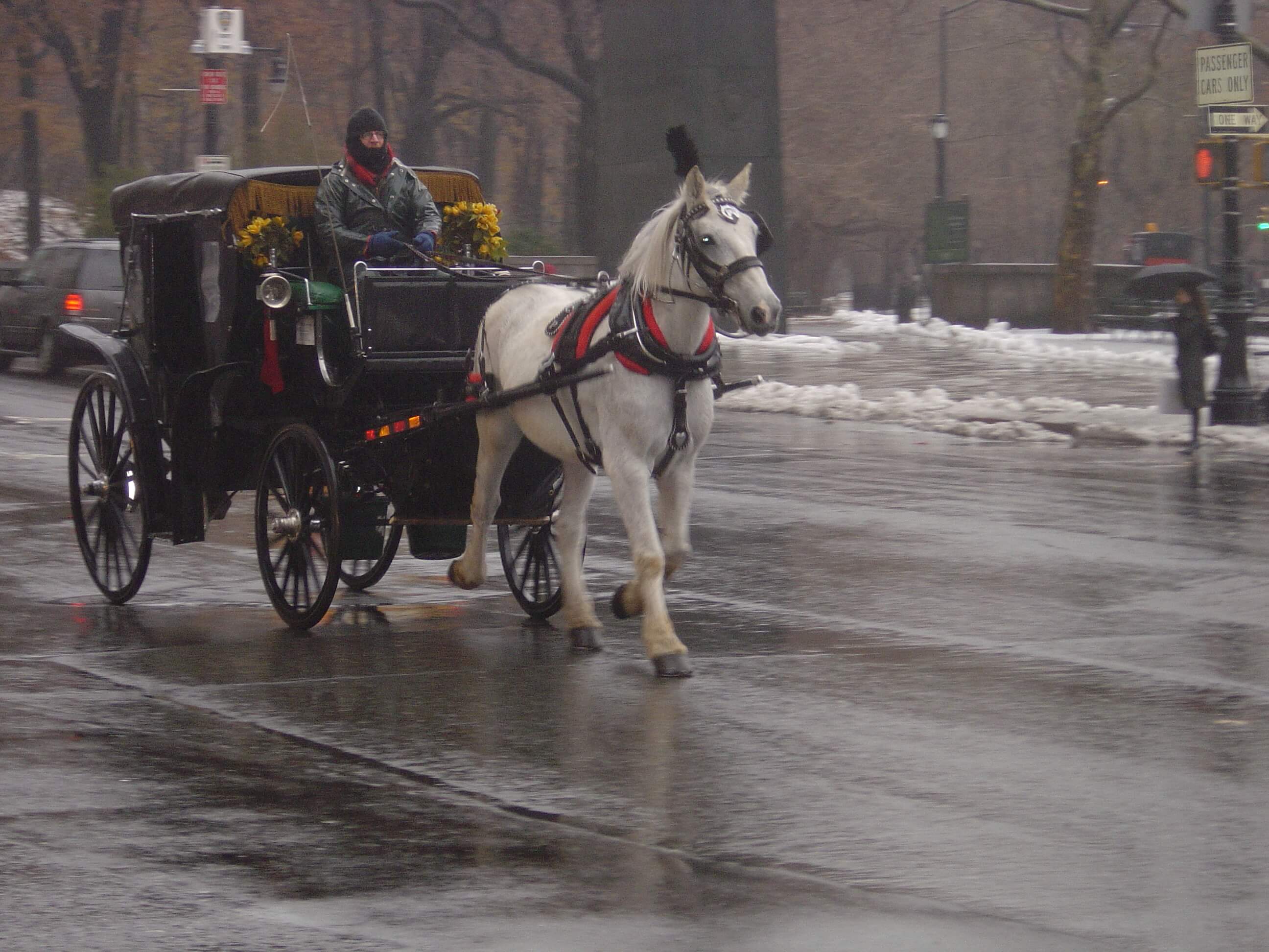 Horse Drawn Carriage on wet street