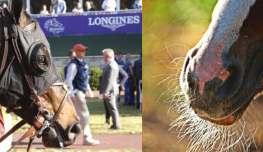 Por Qué Cortar los Bigotes y Eliminar Pelo de la Crin Es Cruel para los Caballos