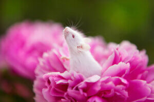 White rat emerges from pink peony
