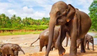 Mujer aventada por un elefante revela los peligros de los encuentros