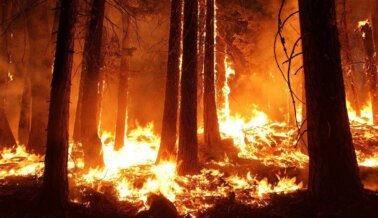 Ley de California Protege a los Incendiarios Forestales de Cargos por Crueldad Animal