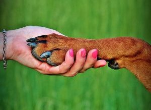 Mujer disgustada por su cena de cerdo que parece una pata de perro