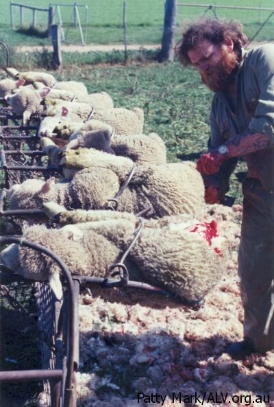 wool mulesing sheep