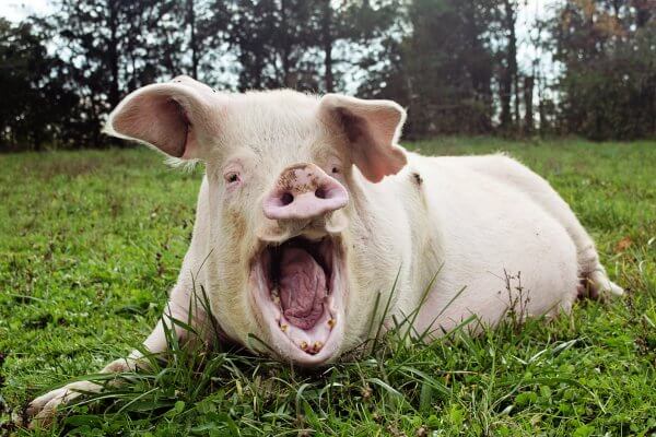 yawning rescued pig