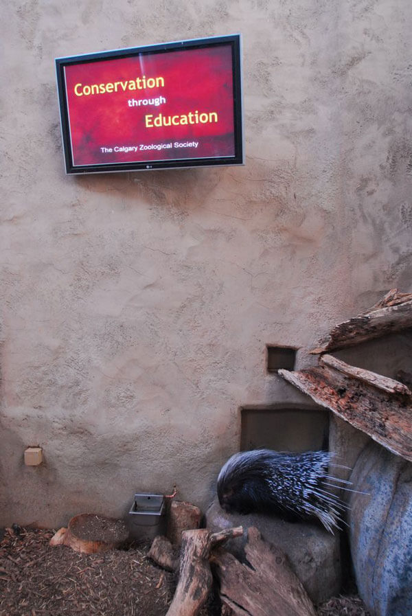 zoo-education-porcupine